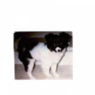 xixi