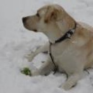 cane oslo