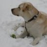 cane oslo