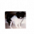 xixi